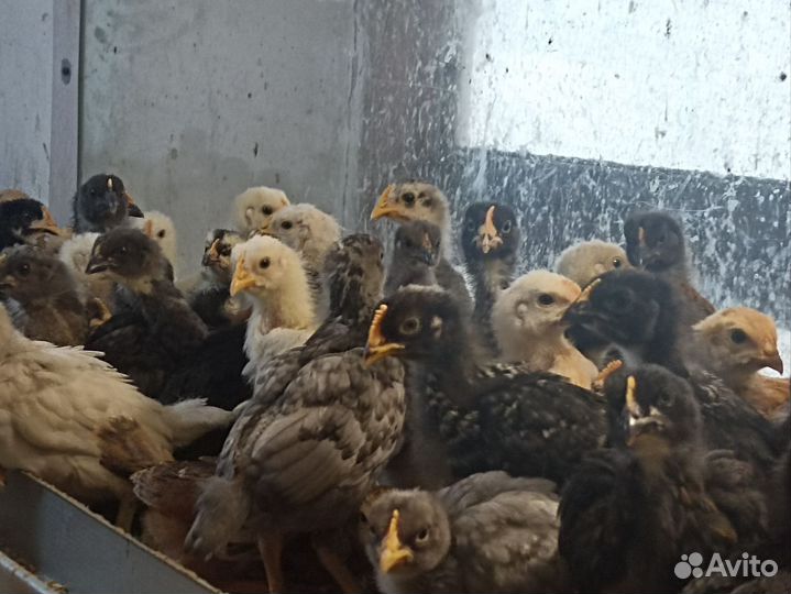 Цыплята суточные и подрощеные