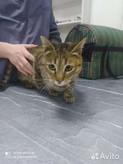 Европейская, помесь. Кошечка стерилизованная