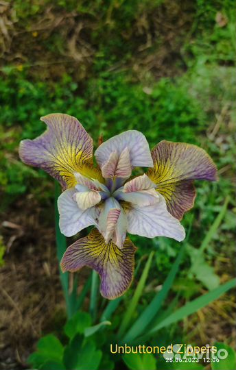 Ирис сибирский