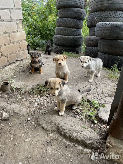 Щенки лабрадора/хаски (помесь)