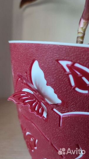 Кордилина 5-ти летняя