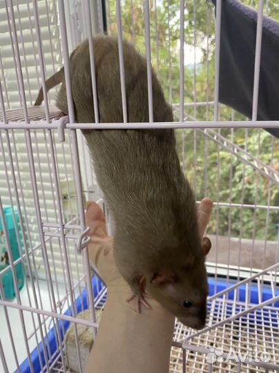 Крыса с клеткой