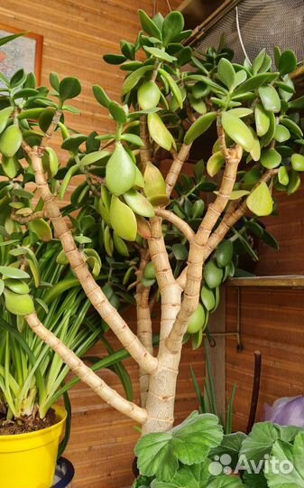 Денежное дерево