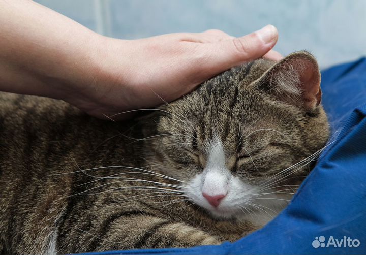 Кошка в дар бесплатно