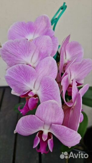 Орхидея фаленопсис