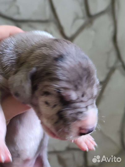 Немецкий дог