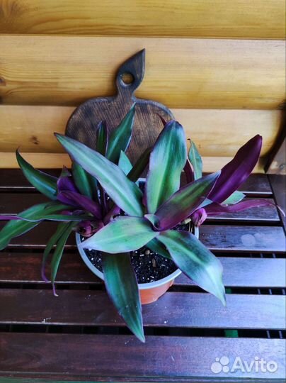 Традесканция. Домашний цветок