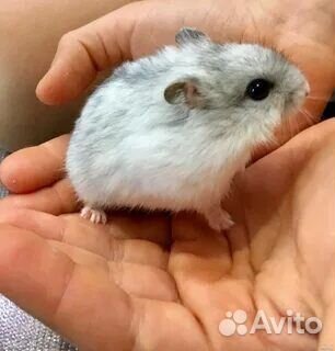 Джунгарский хомяк