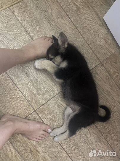 Щенок ищет дом