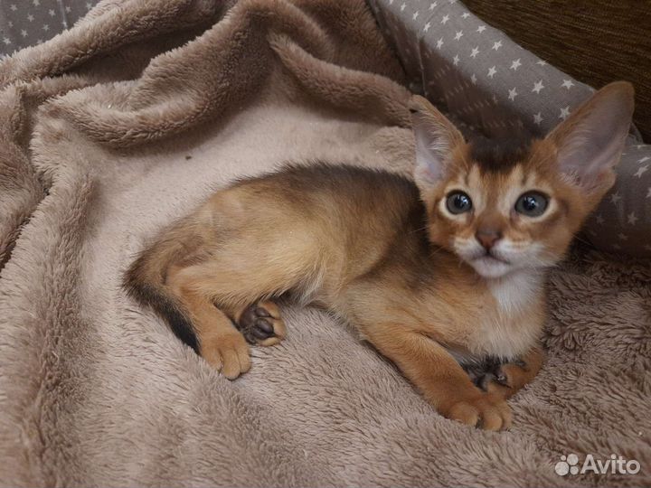 Абиссинские котята