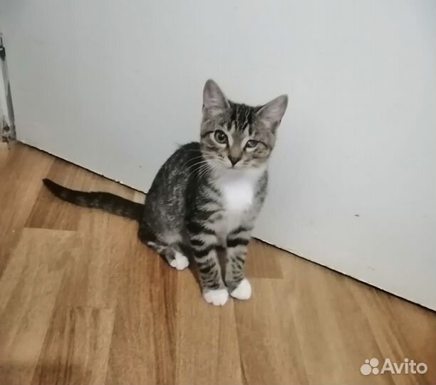 Котёнок