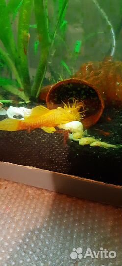 Сомики желтые золотые альбиносы и красные креветки