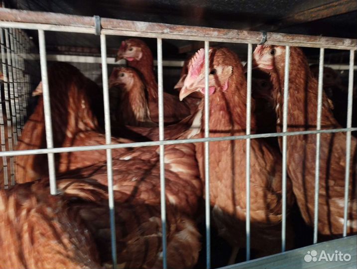 Куры несушки