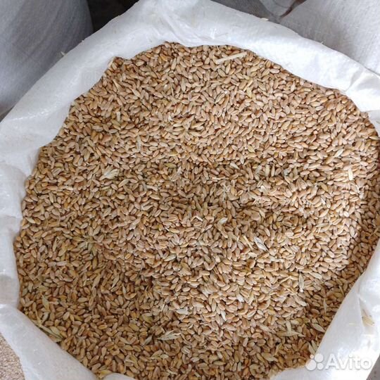 Корм доставка бесплатно