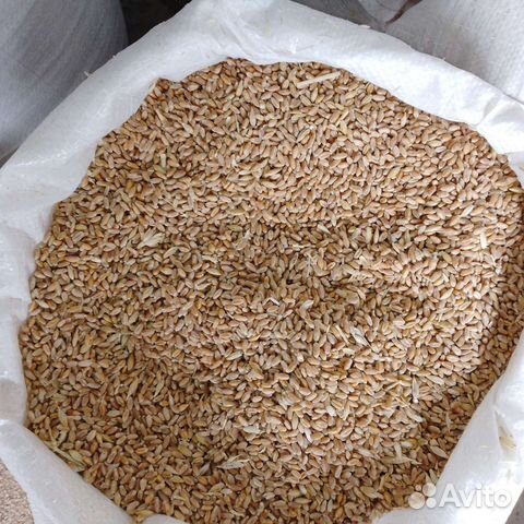 Корм доставка бесплатно