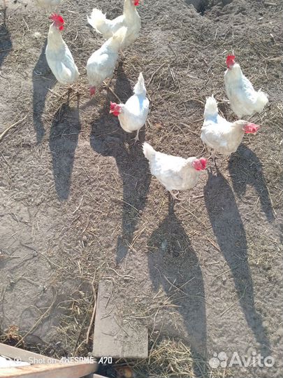 Куры несушки