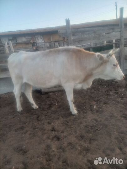 Корова дойная с теленком