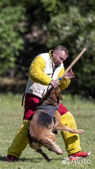 Дрессировка собак