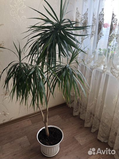 Пальма драцена