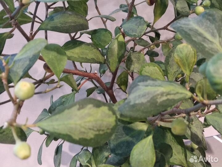 Фикусы. Диверсифолия вариегатная