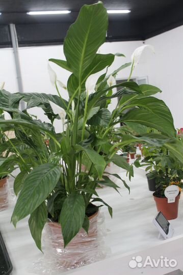 Спатифиллум