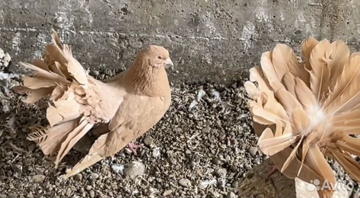 Голуби декоративные