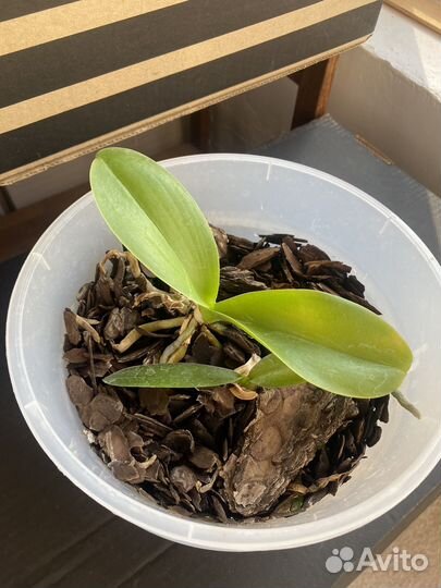 Орхидея дендробиум