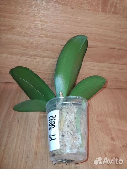 PF-5892 профар