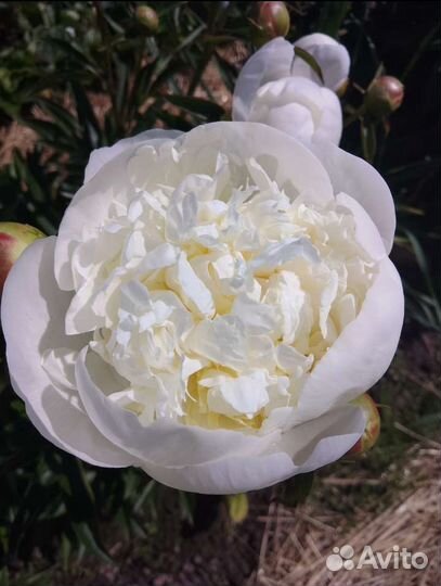 Молодые кусты пиона Дюшес де Немур