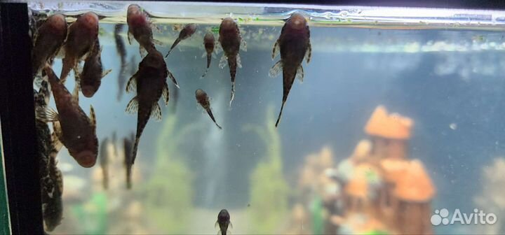 Сомики анциструсы