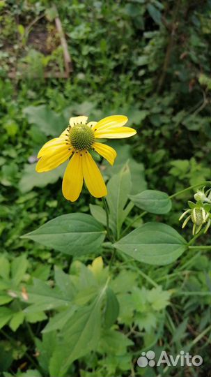 Саженцы малины ежевики садовая ромашка рудбекия