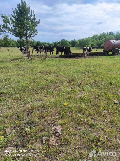 Корова телята и бычки