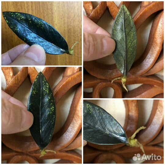 Замиокулькас листами с бульбочками