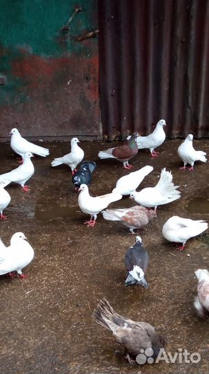 Продажа голубей