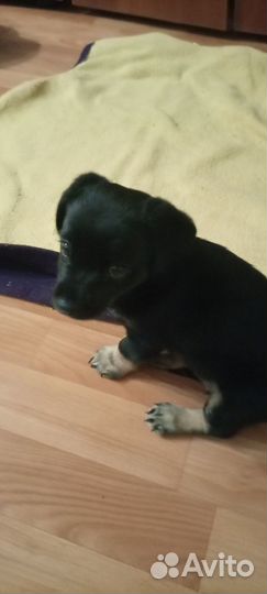 Отдам в добрые руки собаку -дворняжку