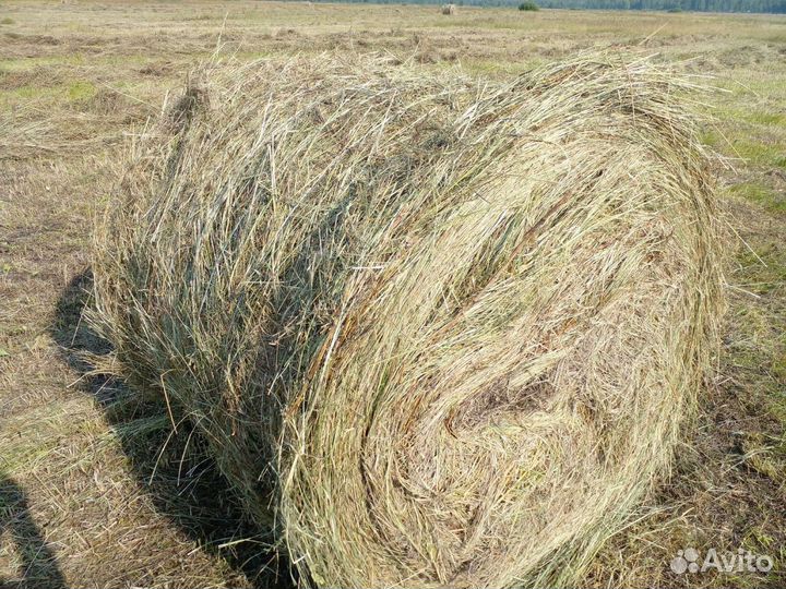 Продам сено в рулонах