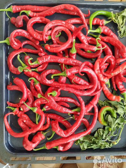 Острый перец свежий