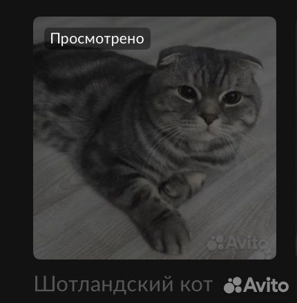 Шотланский котенок