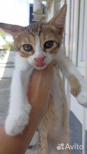 Кошка в дар