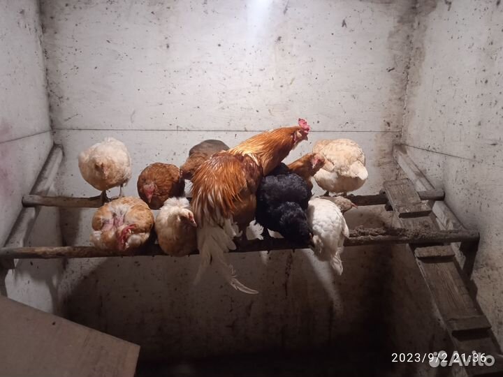 Куры несушки