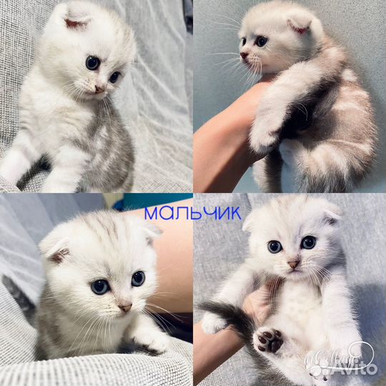 Шотландские котята