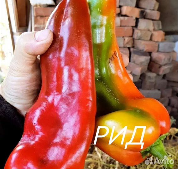 Семена сладкого перца