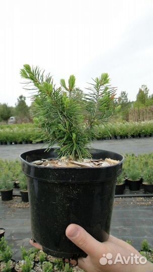 Пихта бальзамическая 20-30см