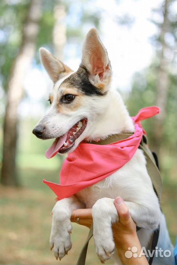 Щенок в добрые руки бесплатно