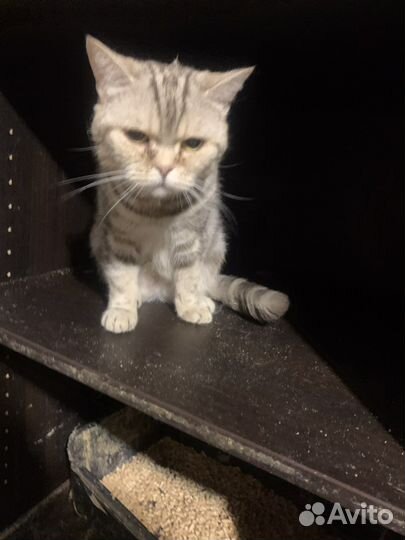 Шотландская кошка