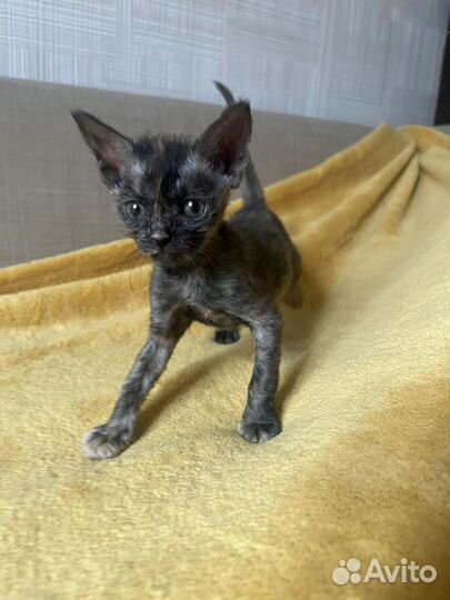 Котенок девочка 1,5 недели