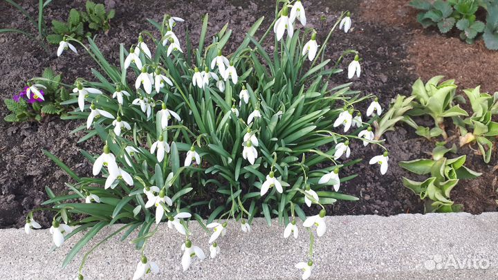 Первоцветы Многолетние