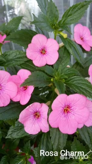 Ахименесы ризомы