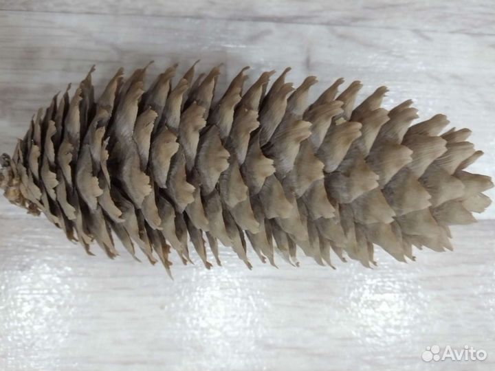 Шишки еловые (крупные)