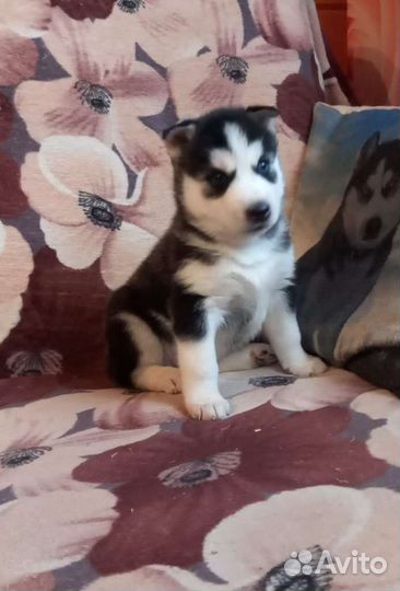 Щенки сибирской хаски